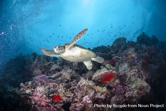 Underwater sea turtle coral reef